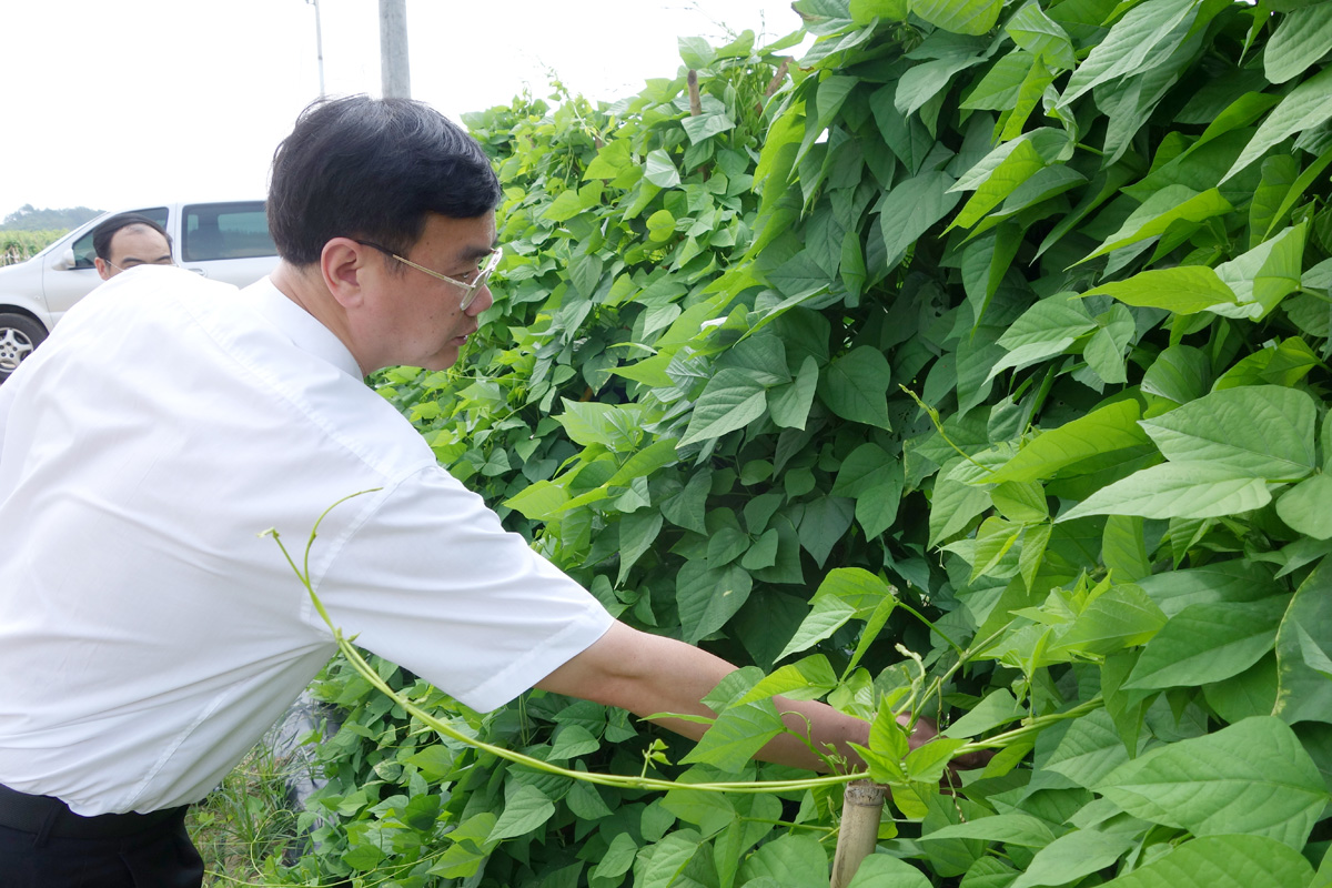 考察村蔬菜基地