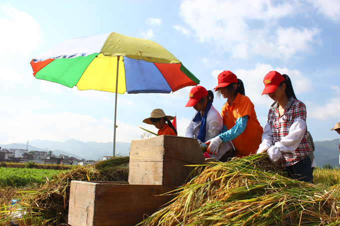 志愿者帮助村民收割水稻